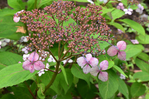 アマチャ,花の色,特徴