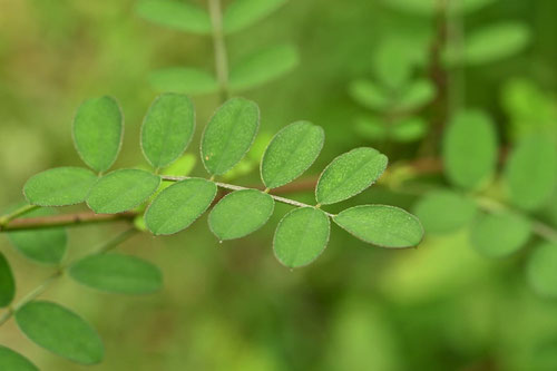 ウマツナギの花,こまつなぎ,植物