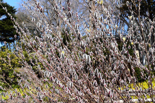 Pussy Willow,flower,picture