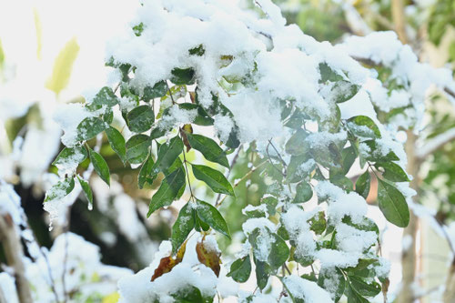 シマトネリコの木とは