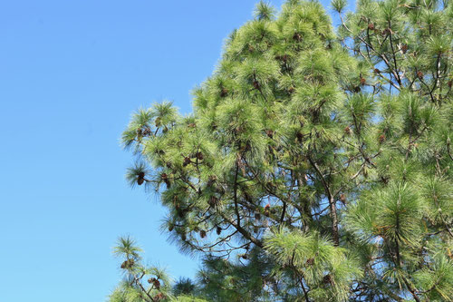 大王松,ダイオウマツ,まつぼっくり