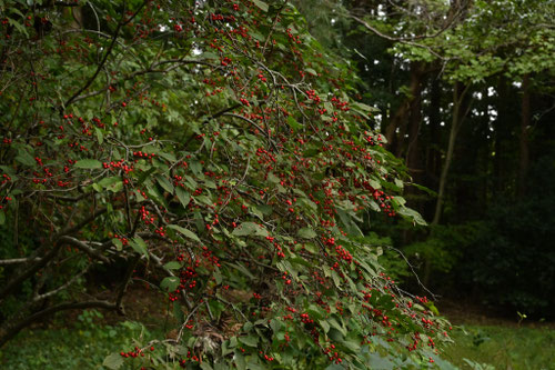 ウメモドキの木,うめもどき