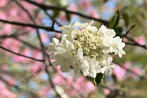 ６月に咲く花,白