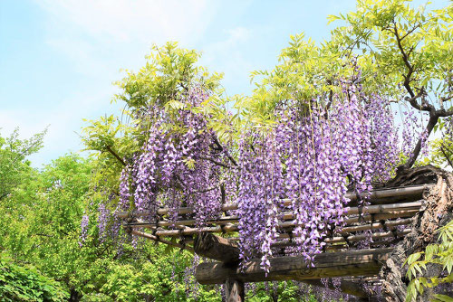 wisteria tunnel