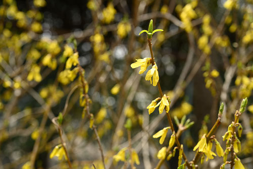 Golden bell flowers in Japan