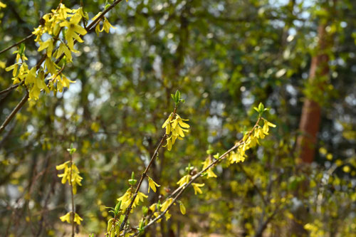 レンギョウの花,Golden bell flowers in Japan