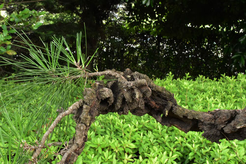 nishikimatsu tree,錦松