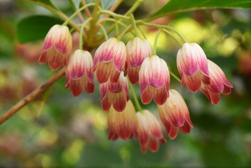 更紗満天星つつじ 開花時期 特徴