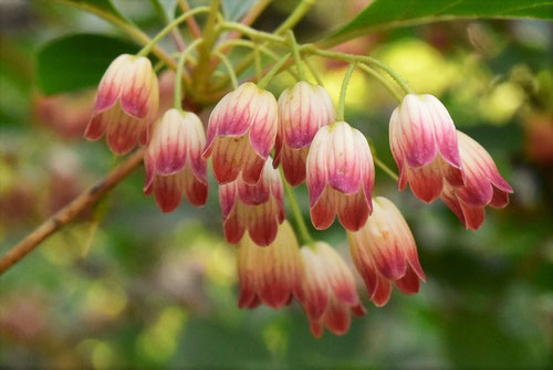 更紗満天星つつじ,開花時期,特徴