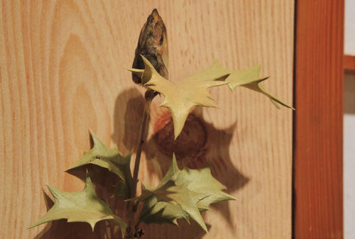 柊,ヒイラギ,節分,ひいらぎ,葉っぱ,魚