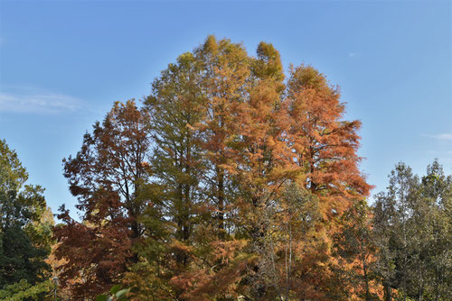 沼杉の木の紅葉