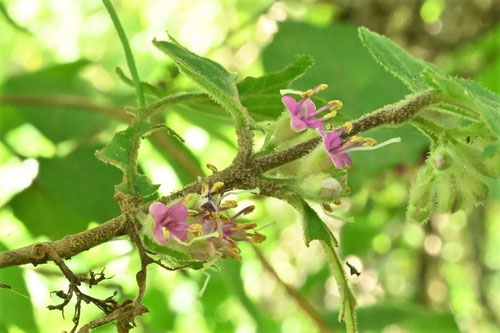 藪紫,植物,やぶむらさき