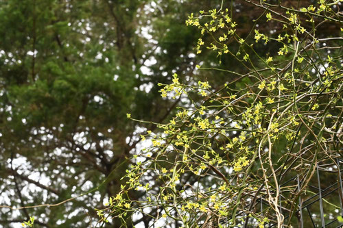 青葛の花,画像,アオカズラ,盆栽