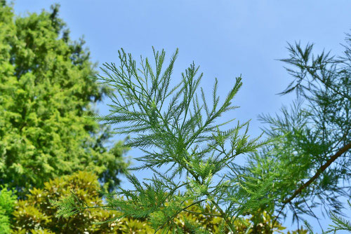 Chinese cypress,leef