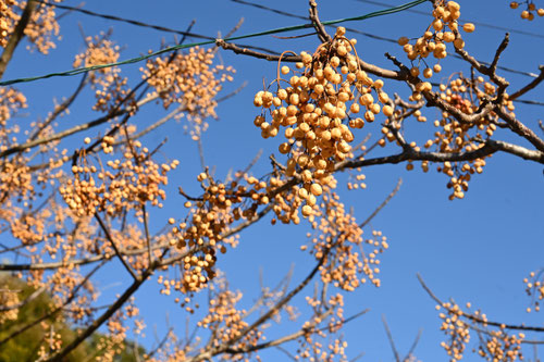 むくろじ,樹木,植物,果実