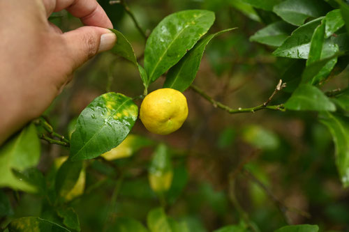 キシュウミカン
