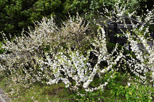 庭桜の木の花,特徴,麦李