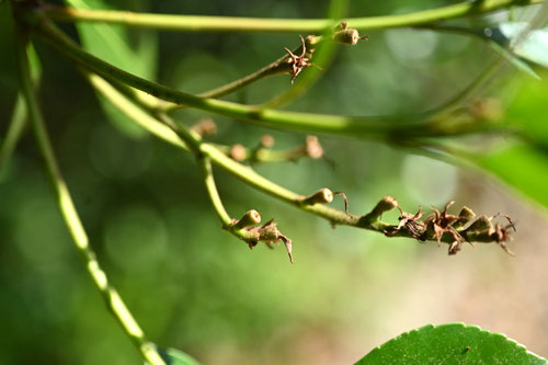 姥女樫の木,ウバメガシ,うばめがし