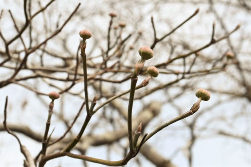 ハナミズキの木の花,特徴,はなみずき,花水木