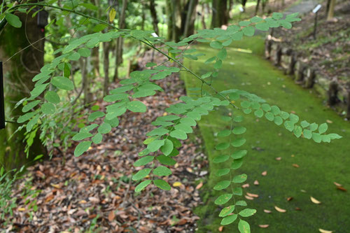 槐,植物,樹木