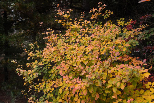 Enkianthus campanulatus