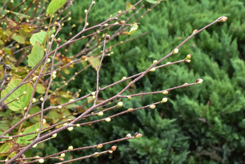 ヒュウガミズキ,日向水木,花芽,ひゅうがみずき