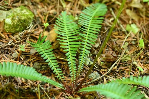 白い花が咲く野草,オサバグサ,おさばぐさ