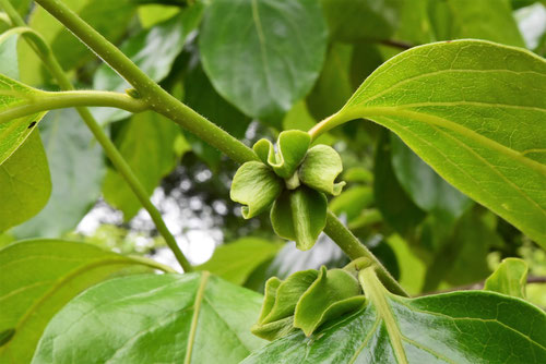 柿の木の花,かき,植物,カキノキ