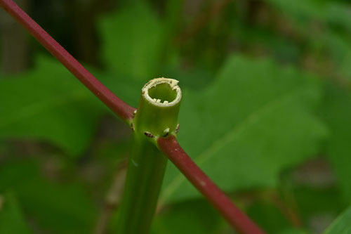 ポインセチア,植物,ぽいんせちあ