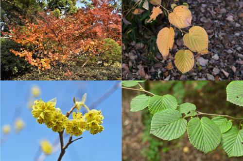 紅葉が美しい木,種類,紅葉する木