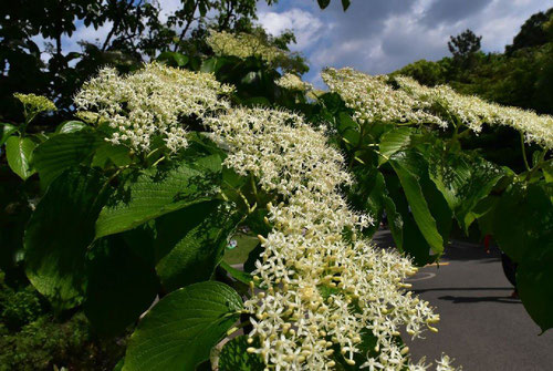 ミズキ 開花時期
