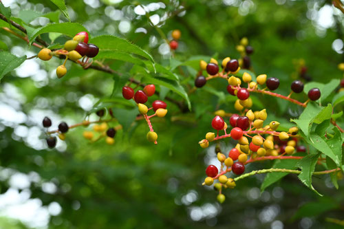 ハハカ,木,Japanese bird cherry