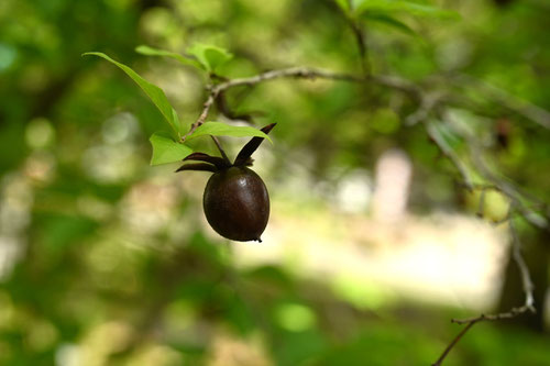 ロウヤガキ,ろうやがき,植物