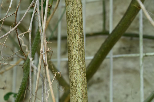 蔓性植物,とけいそう,トケイソウ,時計草