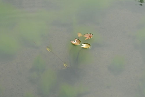 ひつじぐさ,日本の水草