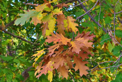 あかがしわ 紅葉