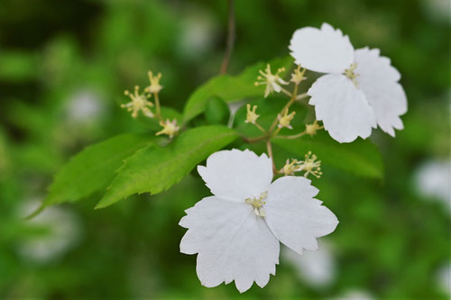 コガクウツギ,こがくうつぎ,開花期