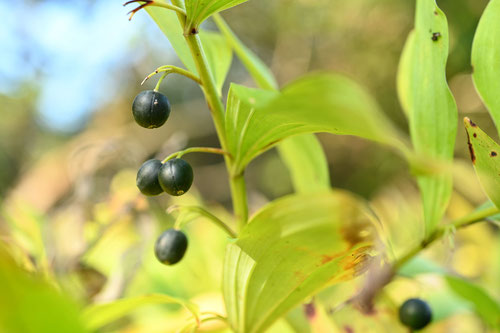狐の提灯,植物,アマドコロ