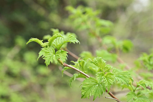 かんぼく,新芽