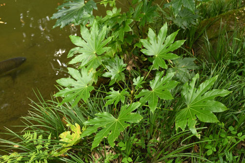 海辺でも育てられる植物