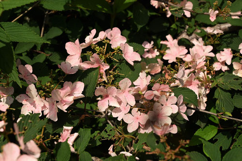 ヤブデマリ　ピンク花　画像