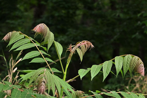 神樹の木,芽吹き,にわうるし,ニワウルシ