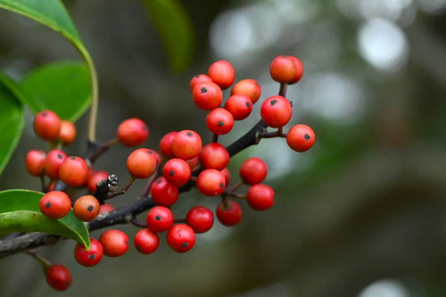 クロガネモチの木,くろがねもち,Round leaf holly