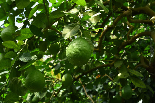 グレープフルーツ