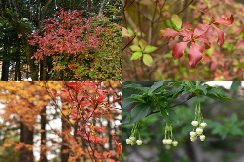 紅葉が綺麗な木,おすすめ