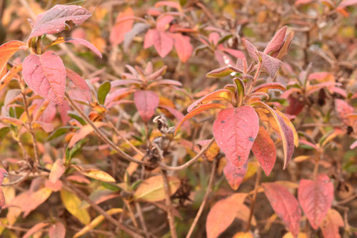 もちつつじ,紅葉,モチツツジ