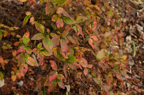 もちつつじ,紅葉,モチツツジ