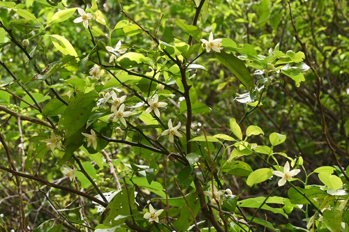 はなゆ,花柚子,開花時期,ハナユ