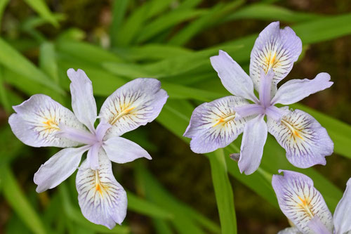 花の直径は３～５センチ