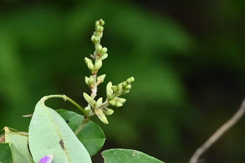 キハギ,きはぎ,木萩